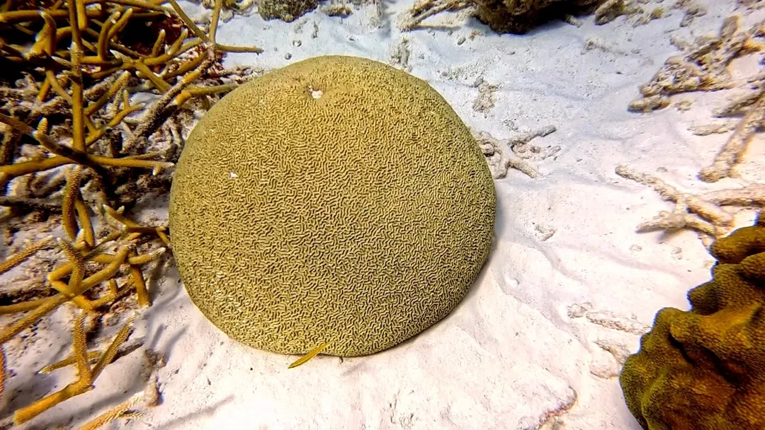 De zeebodem bij Bonaire is nog maar voor 5% bedekt met koraal