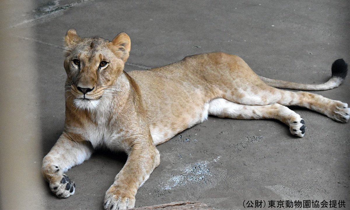 Joto kali laua simba watatu nchini Japan