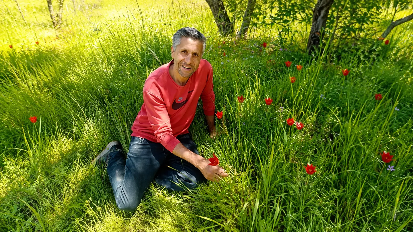 The resurrection of the lost Turkish tulip: How a janitor rewrote botanical history