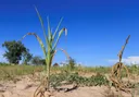 El Nino could push millions of people in parts of Africa into acute hunger