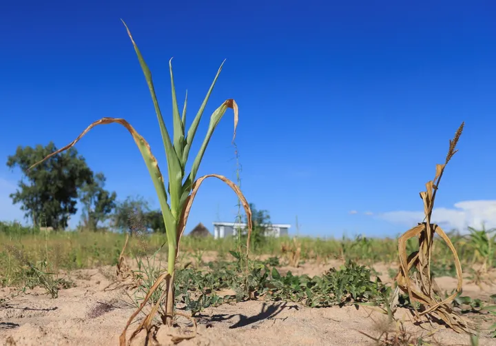 El Nino could push millions of people in parts of Africa into acute hunger