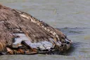 Kenya: les eaux des lacs montent, les populations à la merci des crocodiles