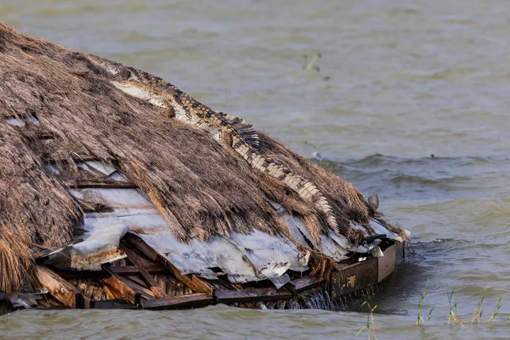 Kenya: les eaux des lacs montent, les populations à la merci des crocodiles