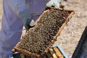 Palestinian beekeepers revive honey production with rooftop hives after Israeli destruction