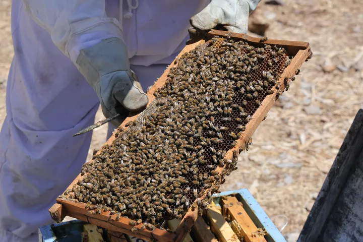 Palestinian beekeepers revive honey production with rooftop hives after Israeli destruction