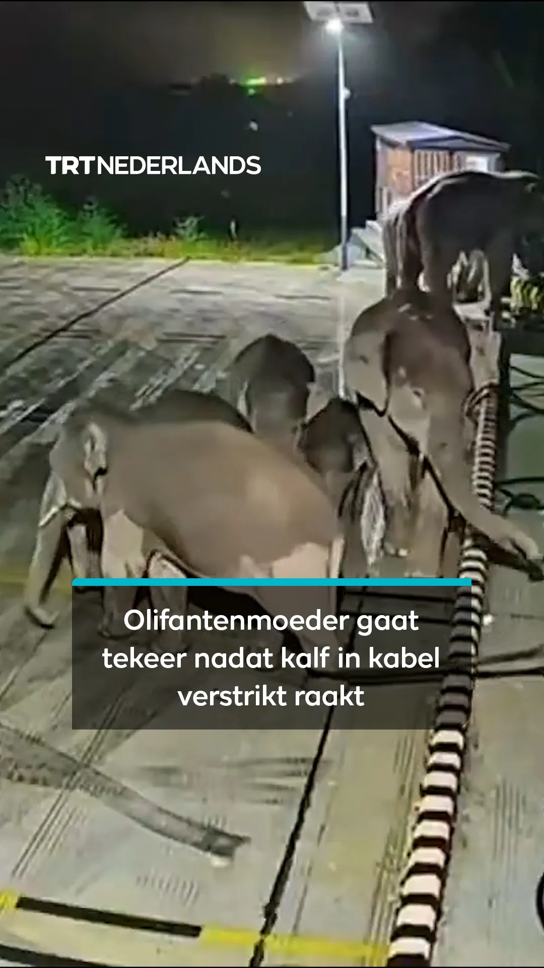 Olifantenmoeder gooit laadstation omver nadat haar kalf verstrikt raakt in een kabel