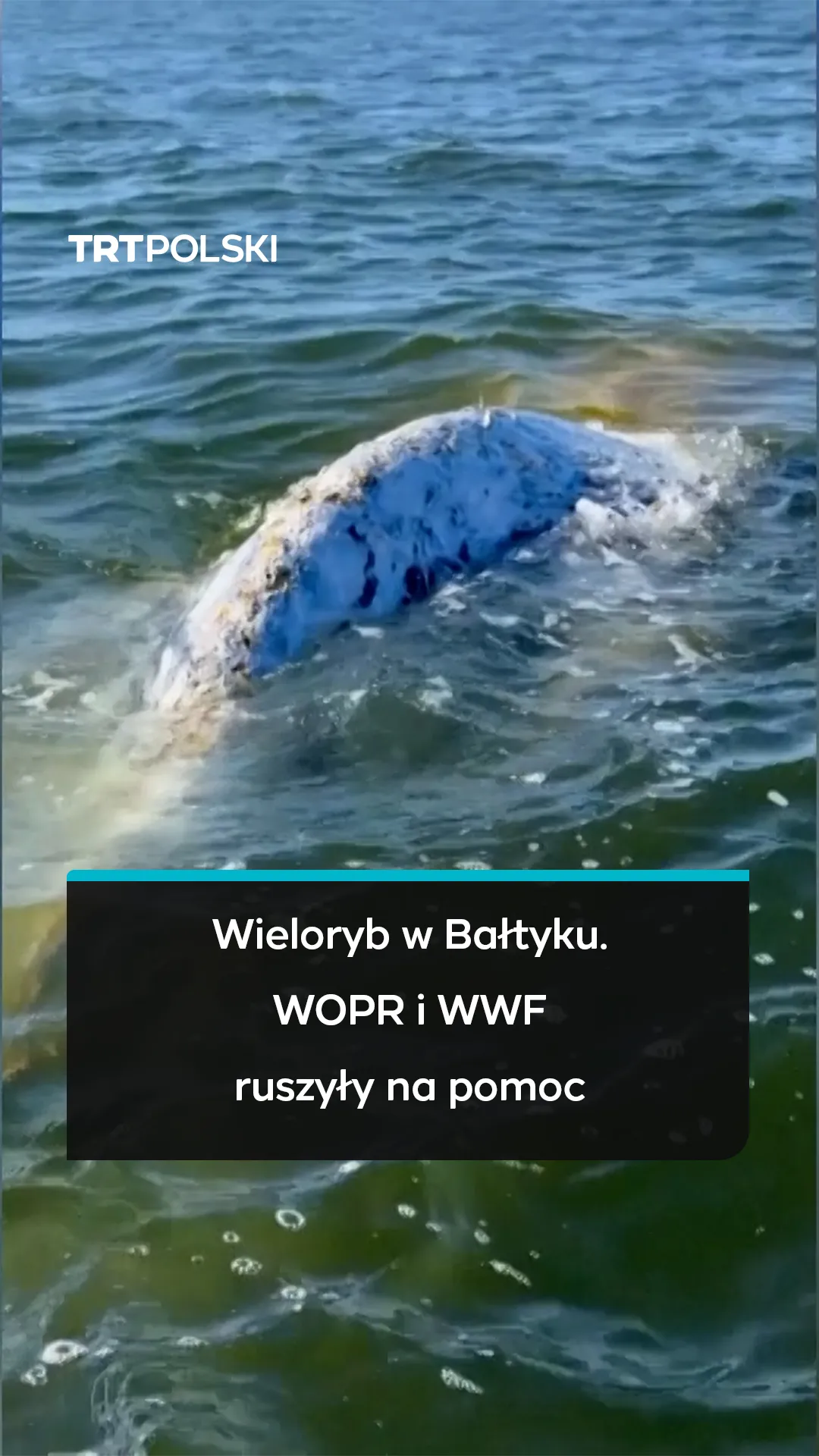 Wieloryb w Bałtyku. WOPR i WWF ruszyły na pomoc