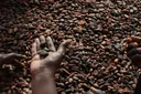 Ghana's bill imposing jail terms for converting cocoa farms into mines draws ire