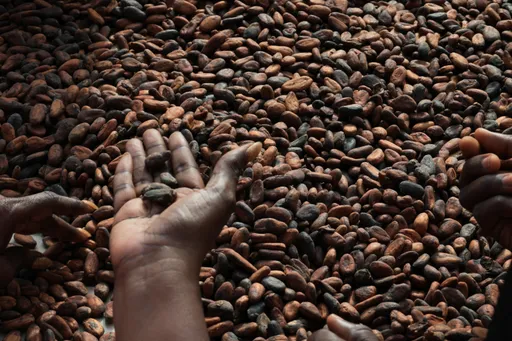 Ghana's bill imposing jail terms for converting cocoa farms into mines draws ire