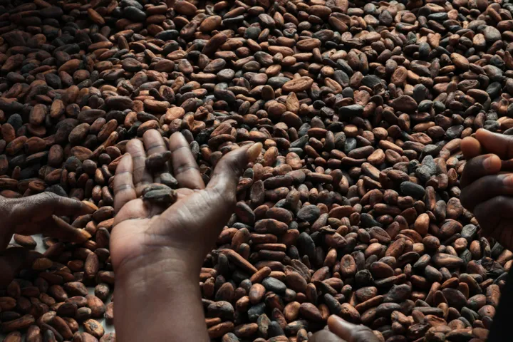 Ghana's bill imposing jail terms for converting cocoa farms into mines draws ire