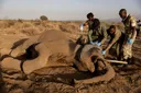Kenyan elephant deaths: Is a mysterious ailment killing them?