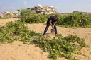 Gaza: seulement 3% des terres agricoles intactes et accessibles, alerte l'ONU
