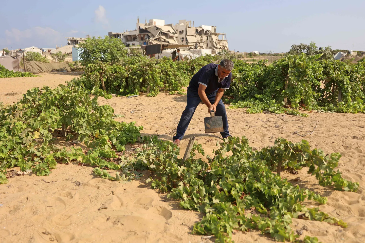 Gaza: seulement 3% des terres agricoles intactes et accessibles, alerte l'ONU