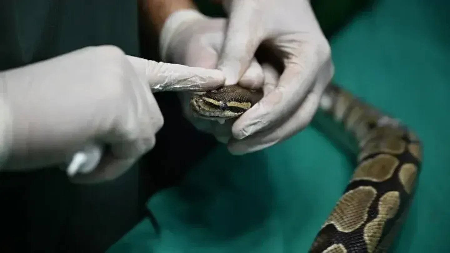 Veterinerët përdorin për herë të parë terapi kundër kancerit te një gjarpër