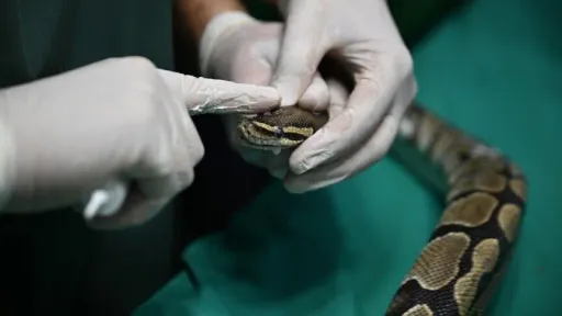 Veterinari prvi put koriste terapiju raka na zmiji