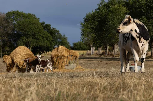France reports first human Shamonda virus case linked to patient's death