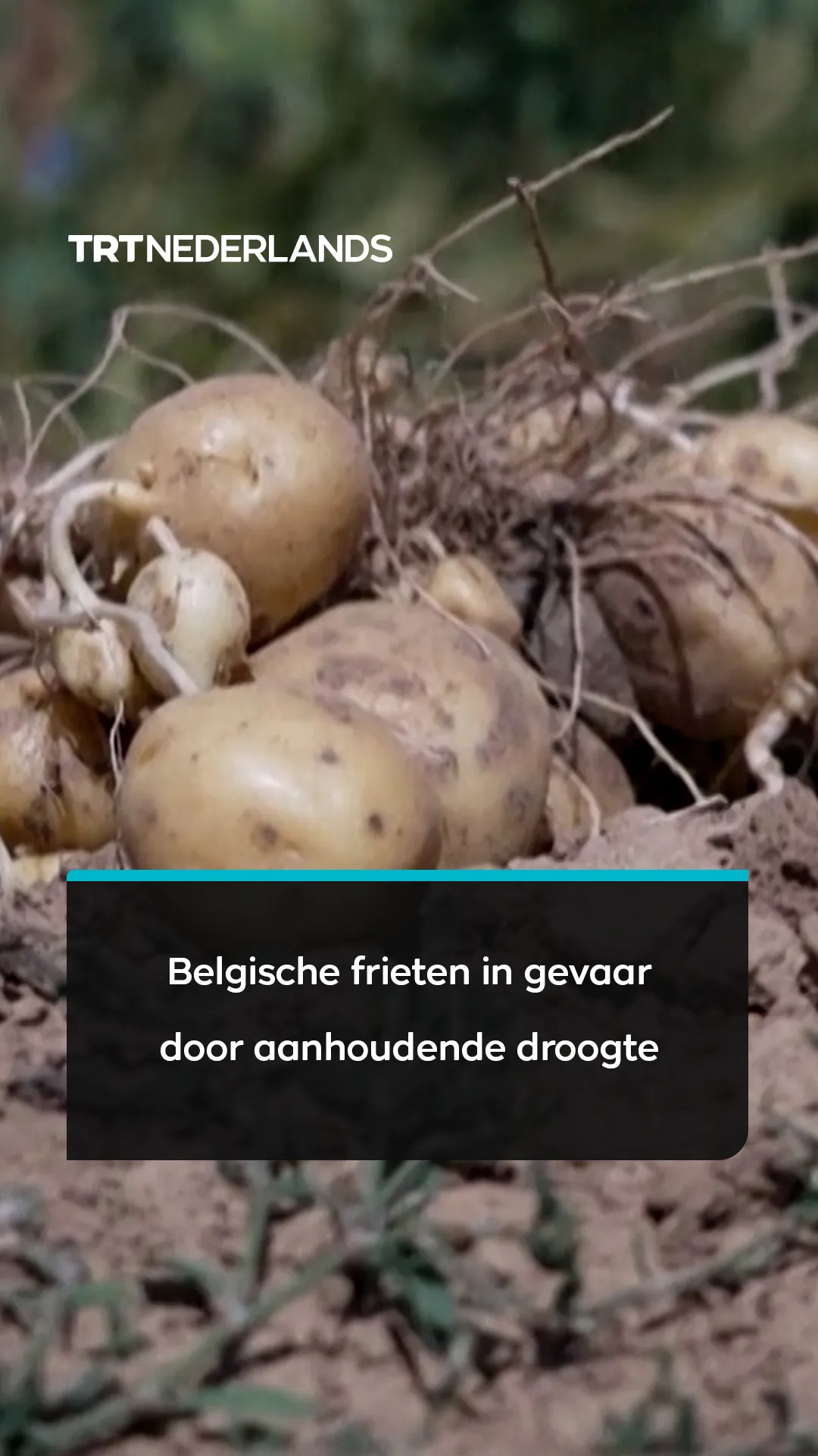 Droogte treft Belgische aardappeloogst: te klein voor frieten