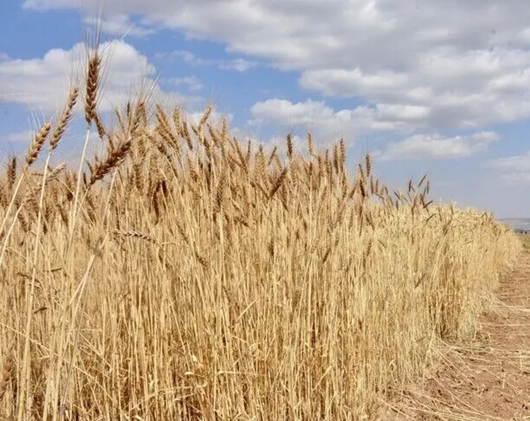 Zyrtar i industrisë  Rezervat e fuqishme të drithërave mbrojnë Türkiyen nga rreziqet e furnizimit