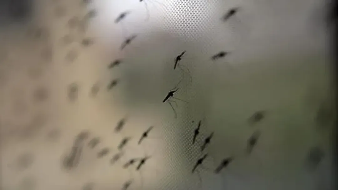 Shkon në gjashtë numri i viktimave nga ethet e Nilit Perëndimor në Maqedoninë e Veriut