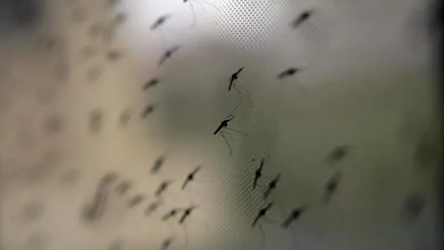 Shkon në gjashtë numri i viktimave nga ethet e Nilit Perëndimor në Maqedoninë e Veriut
