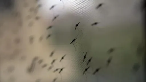Shkon në gjashtë numri i viktimave nga ethet e Nilit Perëndimor në Maqedoninë e Veriut