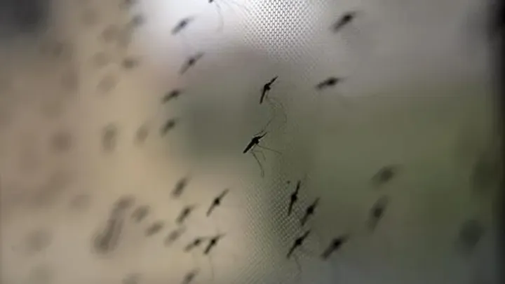 Shkon në gjashtë numri i viktimave nga ethet e Nilit Perëndimor në Maqedoninë e Veriut