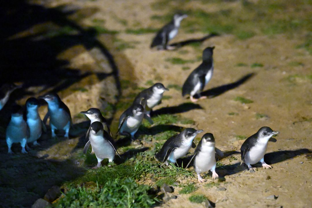 Australia pulls researchers from sub-Antarctic island over bird flu threat