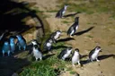 Australia pulls researchers from sub-Antarctic island over bird flu threat