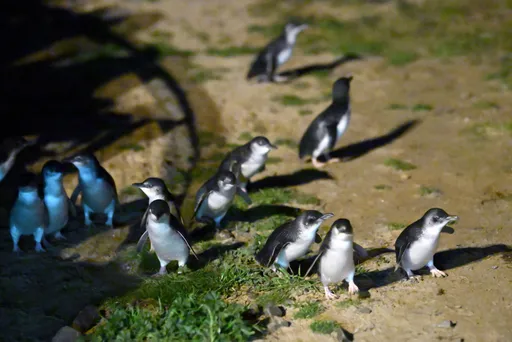 Australia pulls researchers from sub-Antarctic island over bird flu threat