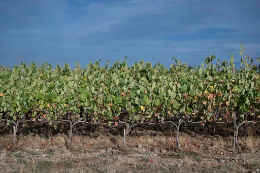Au moins 124 défenseurs de l’environnement tués dans le monde en 2025