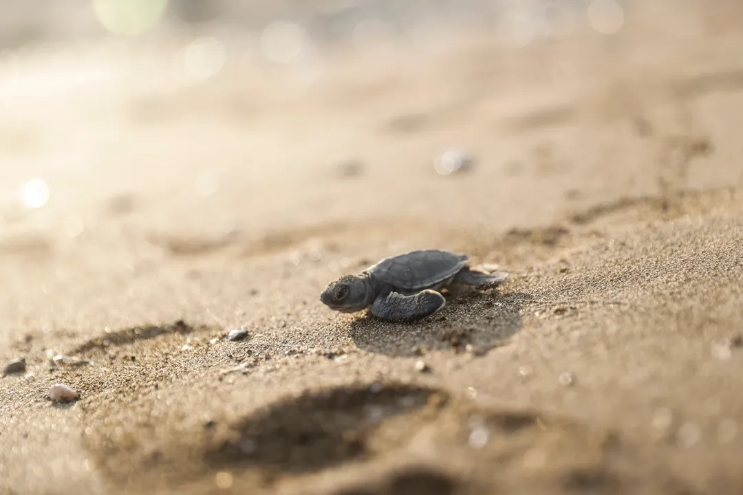 In pictures: Green sea turtle hatchlings make their way to Mediterranean in Türkiye
