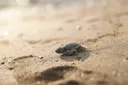 In pictures: Green sea turtle hatchlings make their way to Mediterranean in Türkiye