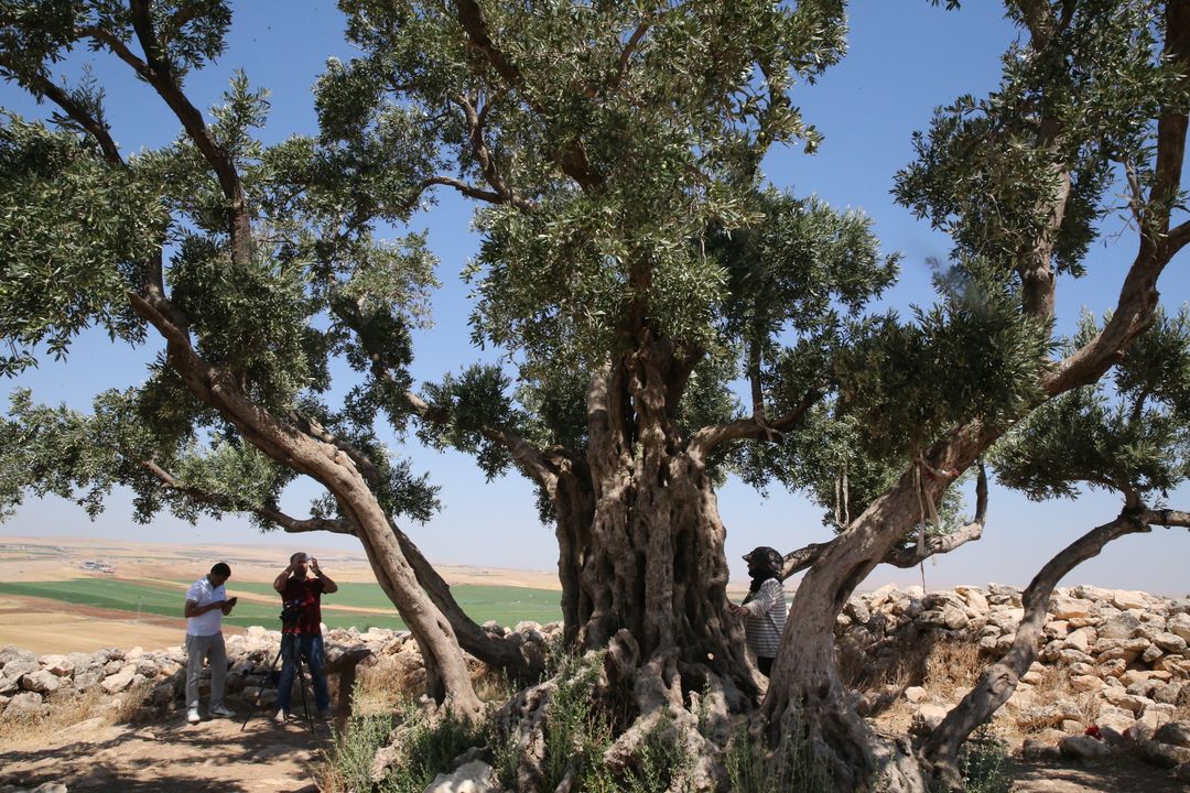 Türkiye  ulliri mbi 13 shekullor vazhdon të japë fruta