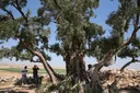 Türkiye, ulliri mbi 13-shekullor vazhdon të japë fruta