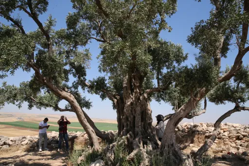 Türkiye, ulliri mbi 13-shekullor vazhdon të japë fruta