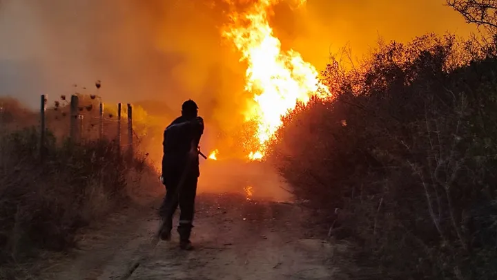 Algeria seeks death penalty for intentional forest fires after deadly blazes