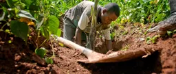 Solve soil problem: New FAO report show say soil degradation dey worsen