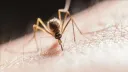 Maqedoni e Veriut: Qetësohet situata epidemiologjike me ethet e Nilit Perëndimor