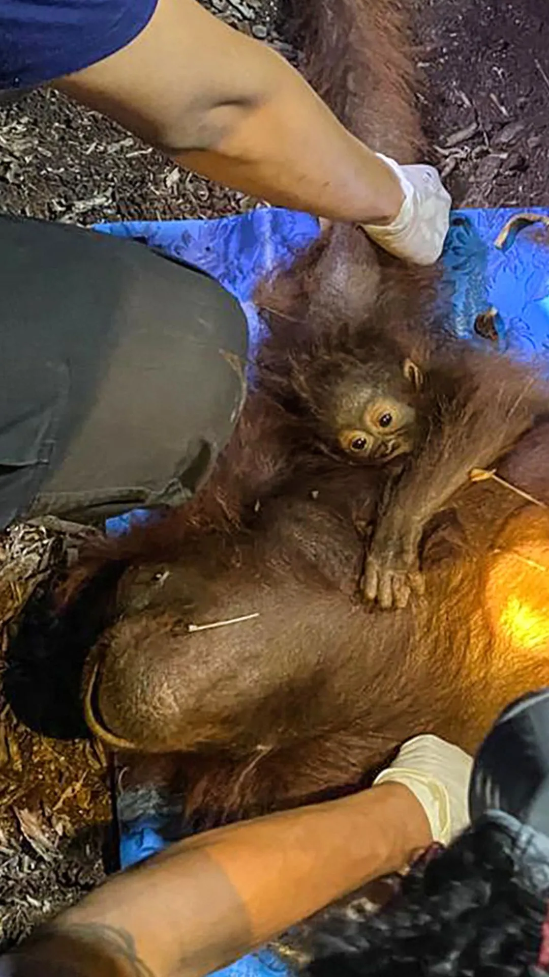 Orangutan induk dan bayinya dievakuasi dari kebakaran gambut Kalimantan