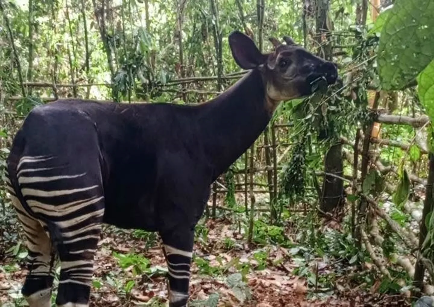 RDC : l’okapi, trésor sauvage du pays, refait surface dans le Bas-Uélé
