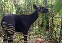 RDC : l’okapi, trésor sauvage du pays, refait surface dans le Bas-Uélé