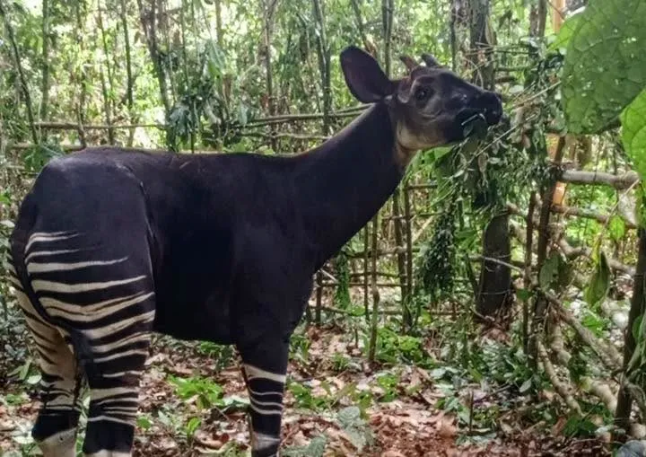 RDC : l’okapi, trésor sauvage du pays, refait surface dans le Bas-Uélé