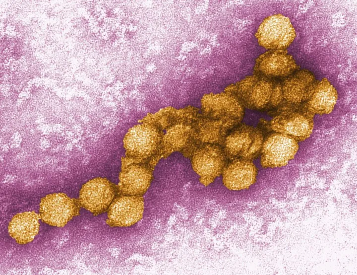 Mehr als 1.000 Fälle von West-Nil-Virus in Europa
