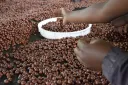 Uganda announces coffee exports drop by 15%