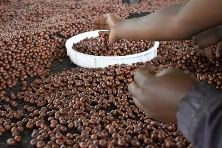 Uganda announces coffee exports drop by 15%