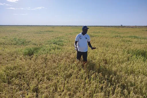 Senegal’s rice challenge: Can local production replace imports?