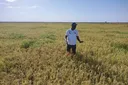 Senegal’s rice challenge: Can local production replace imports?