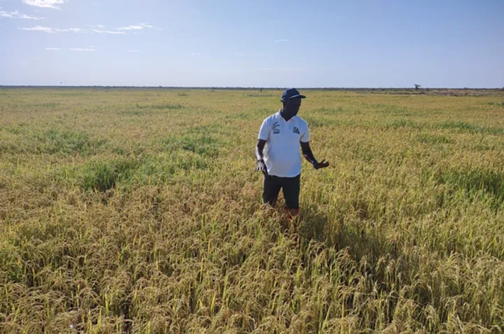 Senegal’s rice challenge: Can local production replace imports?
