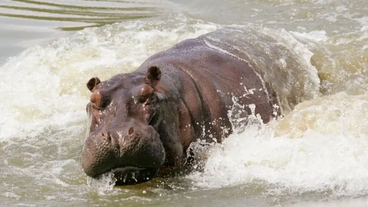 Mlipuko wa ugonjwa wa kimeta waua viboko 46 na tembo wanane nchini Zambia