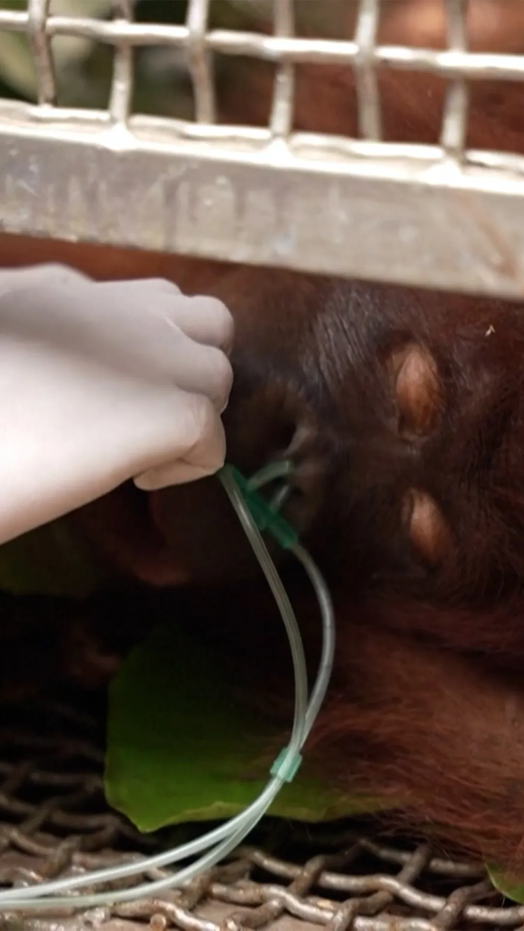 Tim gabungan evakuasi enam orangutan terjebak karhutla di Kalimantan Barat